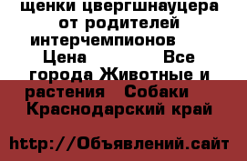 щенки цвергшнауцера от родителей интерчемпионов,   › Цена ­ 35 000 - Все города Животные и растения » Собаки   . Краснодарский край